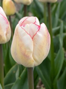 Tulipa Triumph Hugs and Kisses